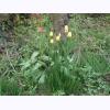 w2019 first tulips.jpg 467.6K